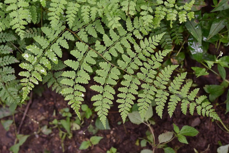 Athyrium roseum photo 5