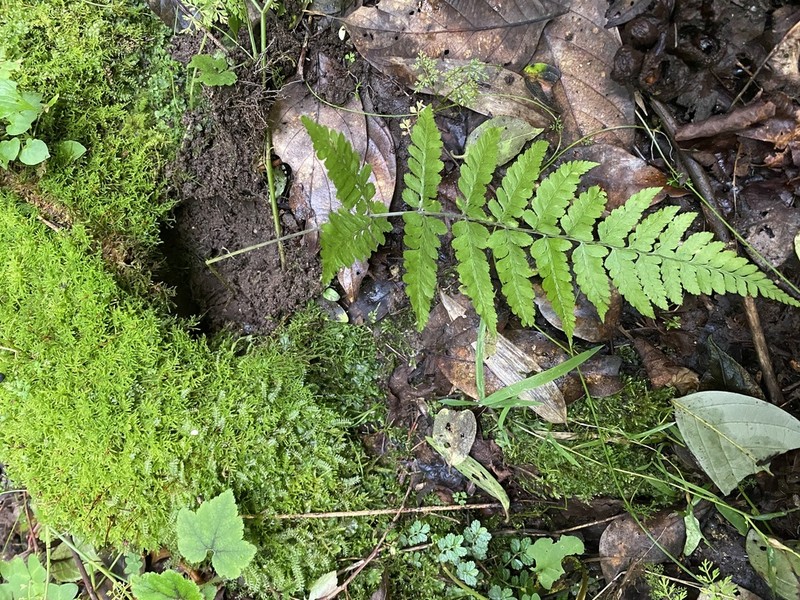 Athyrium roseum photo 6