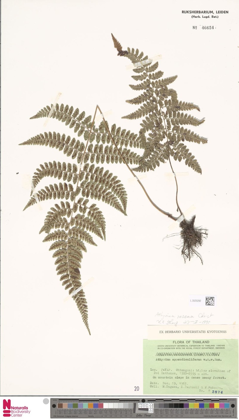 Athyrium roseum photo 7