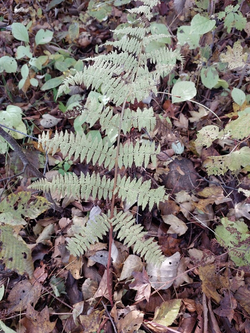 Athyrium rubripes