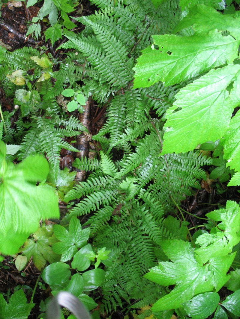 Athyrium rubripes photo 2