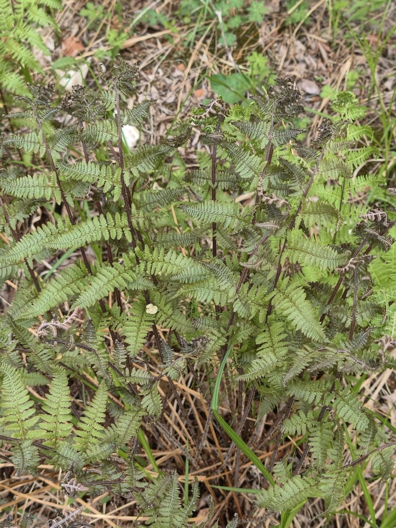 Athyrium rubripes photo 3