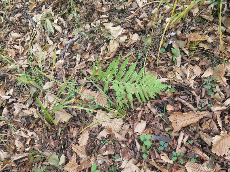 Athyrium rubripes photo 4
