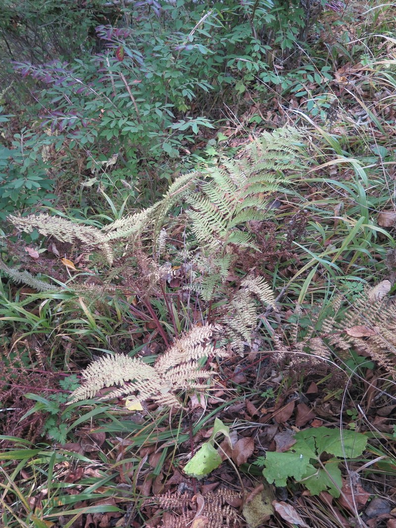 Athyrium rubripes photo 5