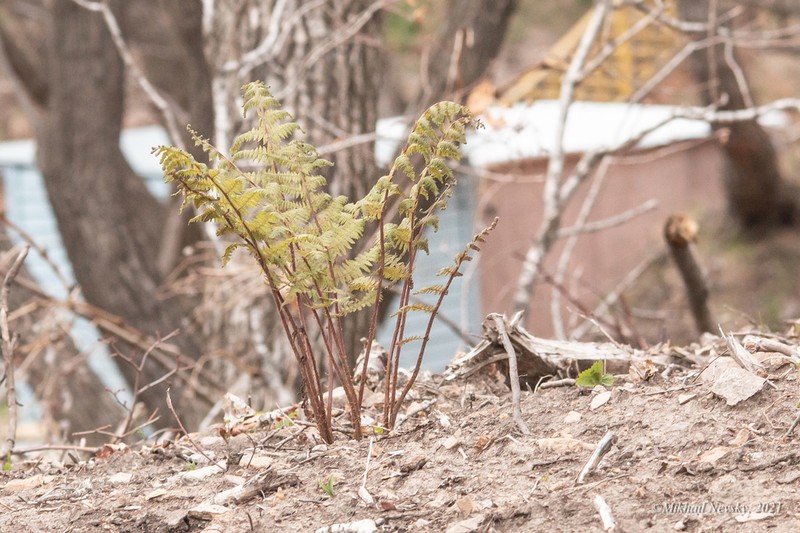 Athyrium rubripes photo 6