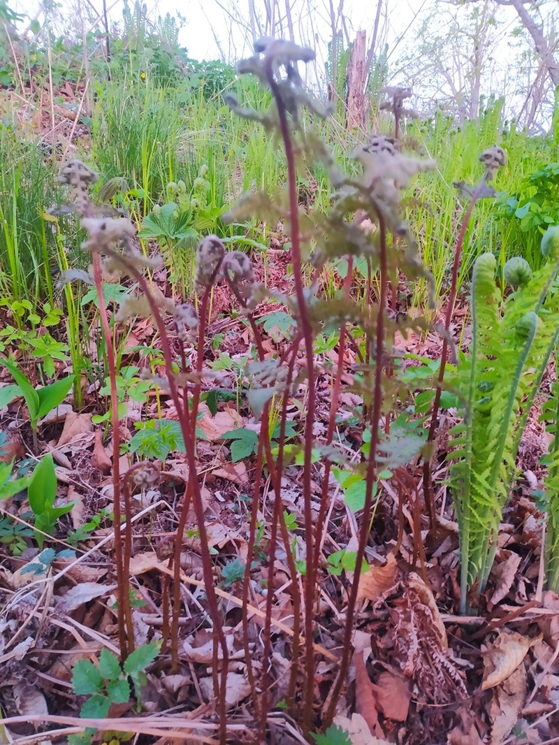 Athyrium rubripes photo 7