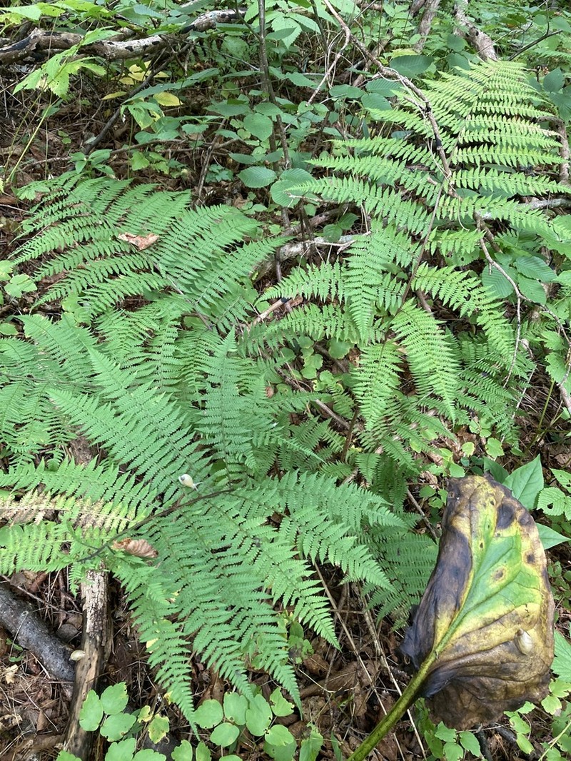 Athyrium rubripes photo 8