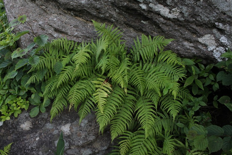 Athyrium rupestre