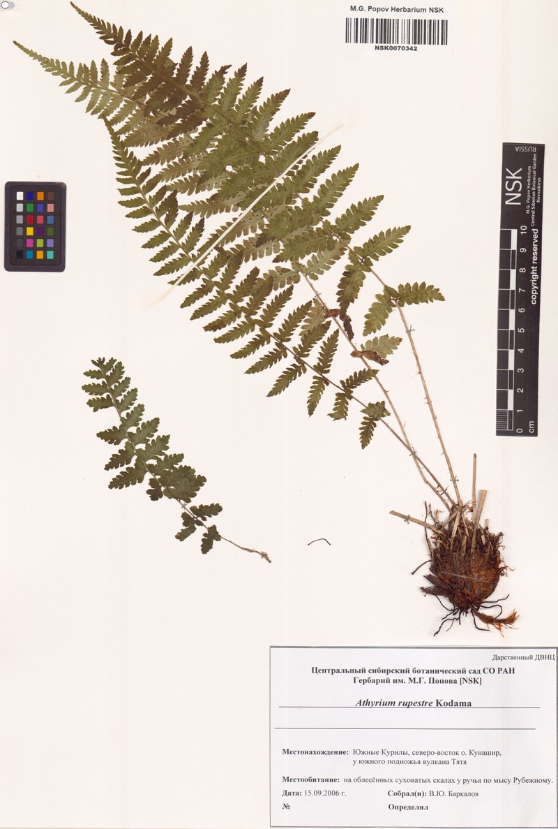 Athyrium rupestre photo 2