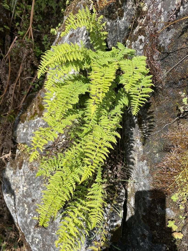 Athyrium rupicola