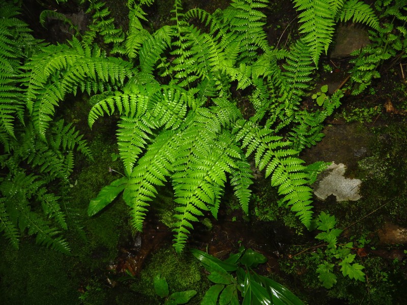 Athyrium rupicola photo 2