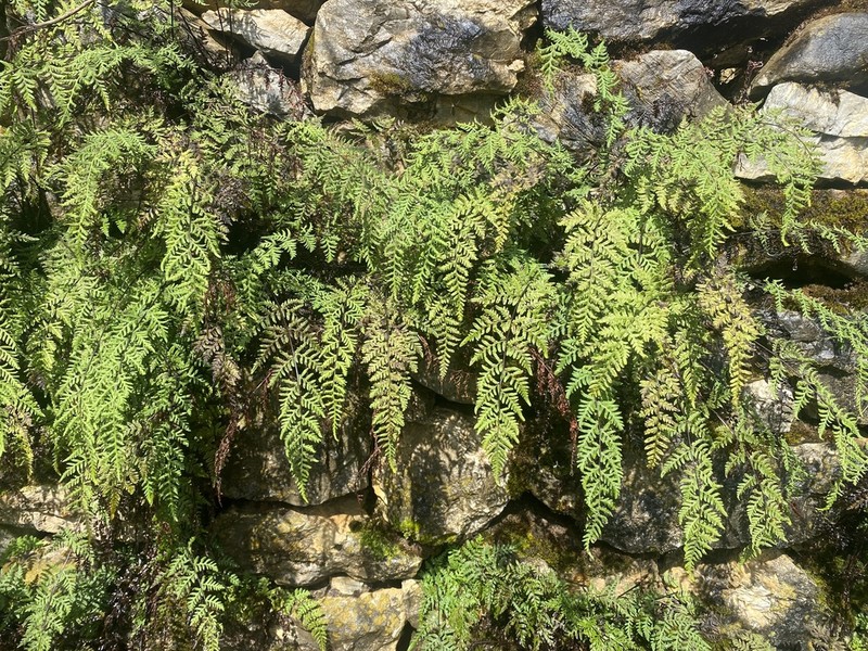Athyrium rupicola photo 3