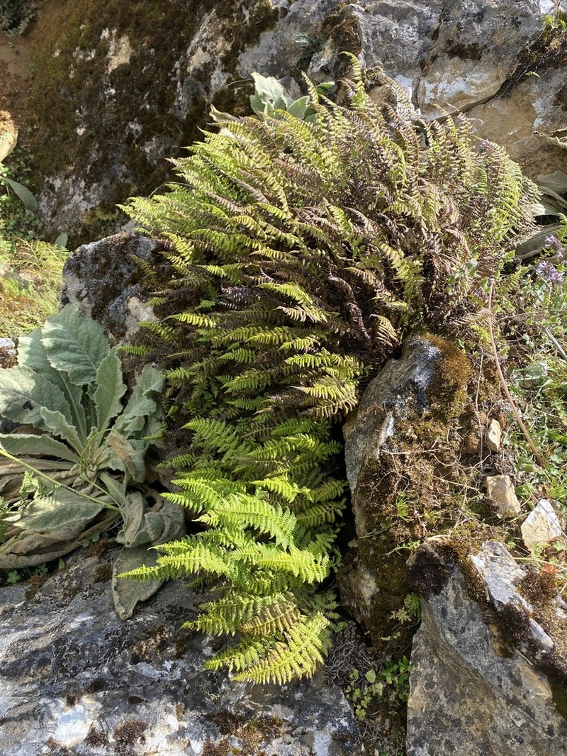 Athyrium rupicola photo 4