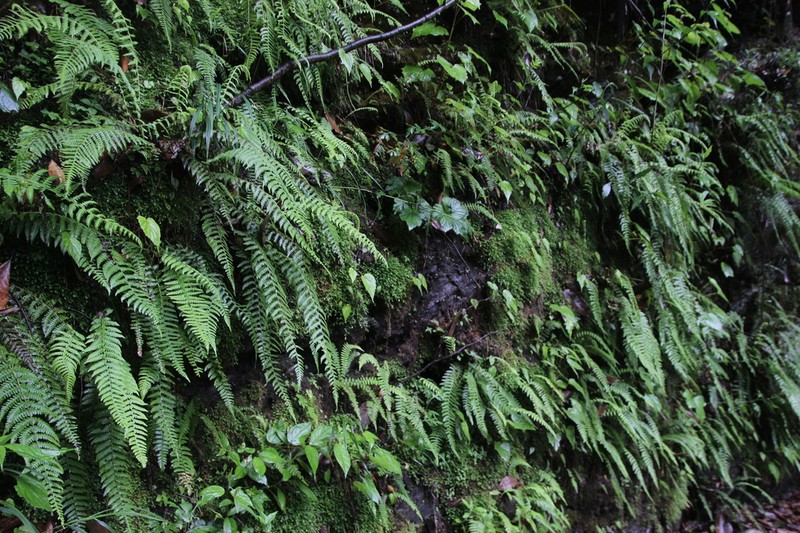 Athyrium rupicola photo 5