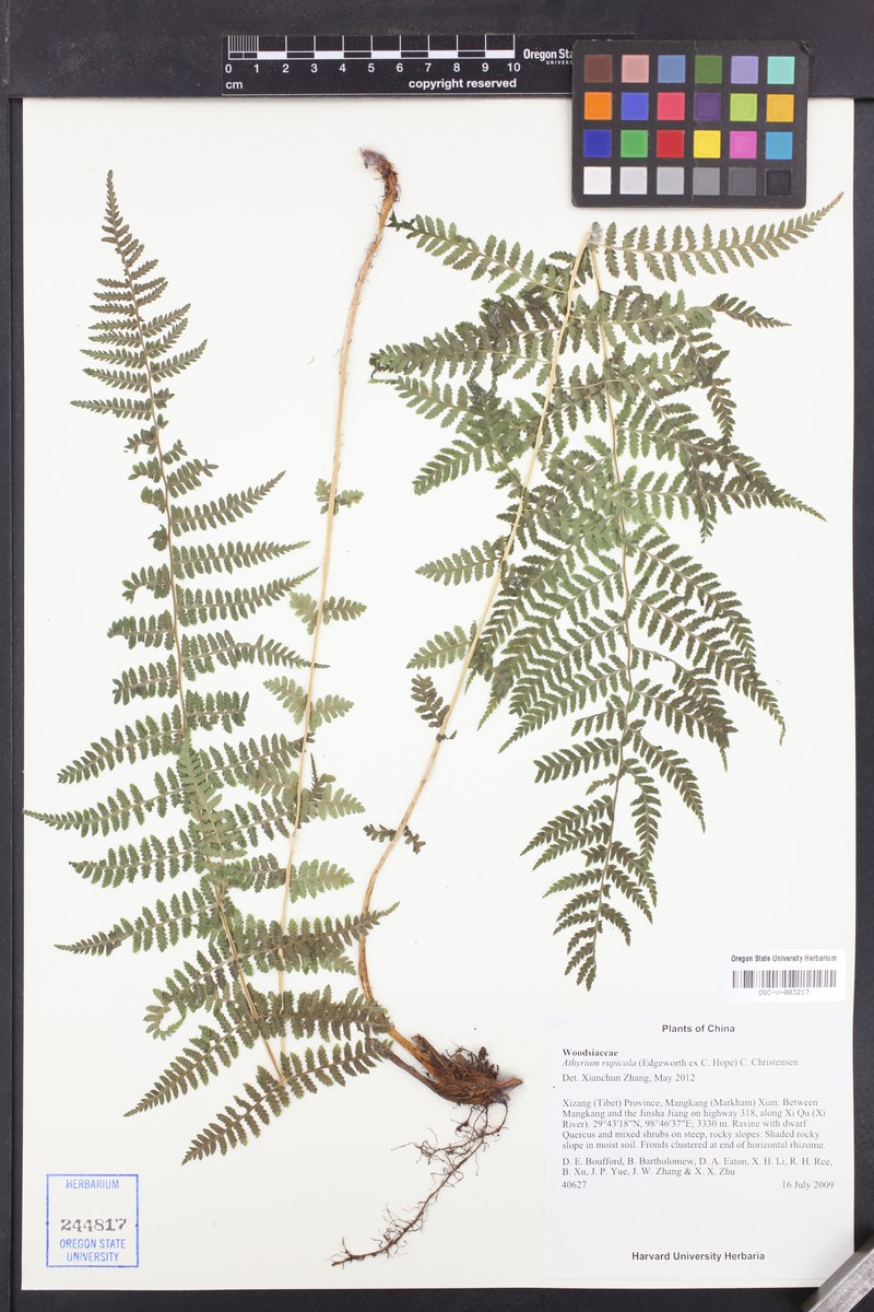 Athyrium rupicola photo 6