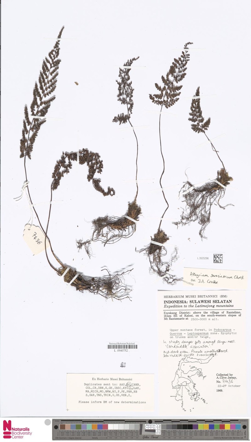 Athyrium sarasinorum photo 2