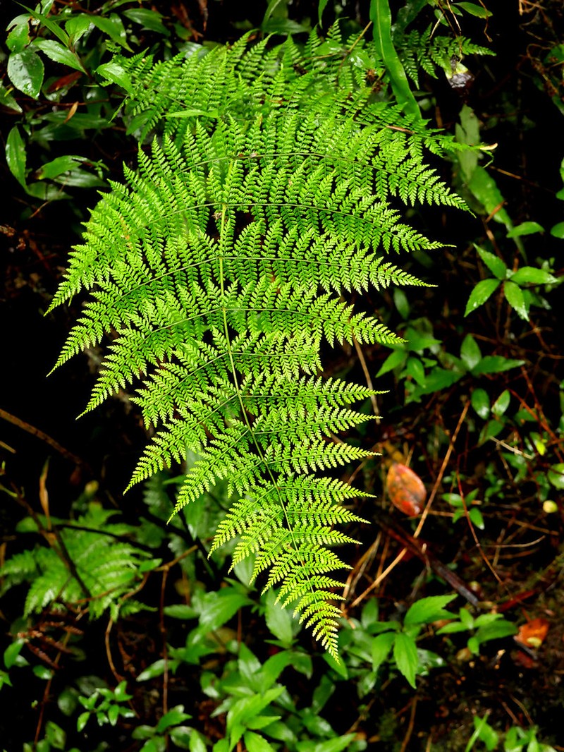 Athyrium scandicinum photo 2