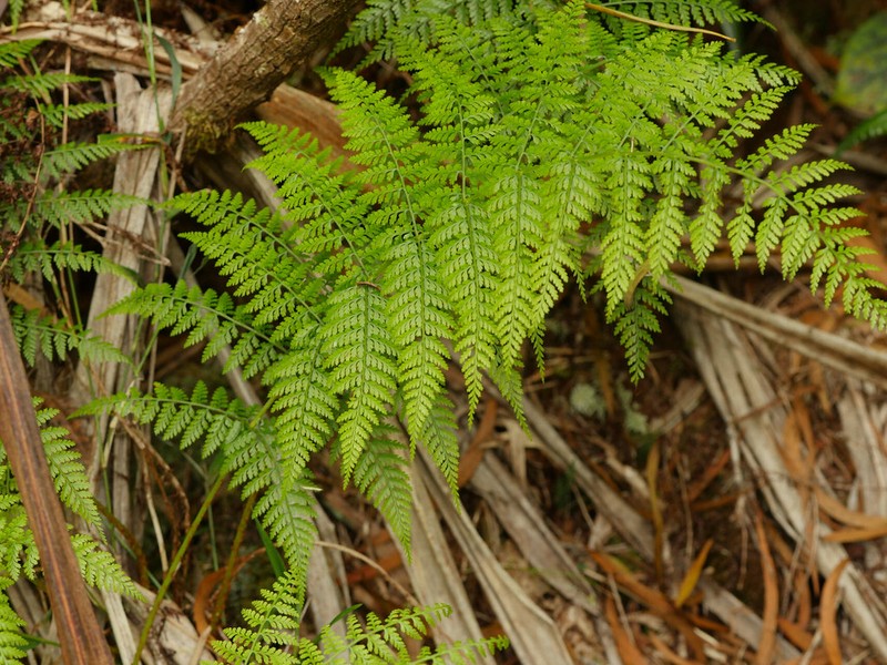 Athyrium scandicinum photo 3