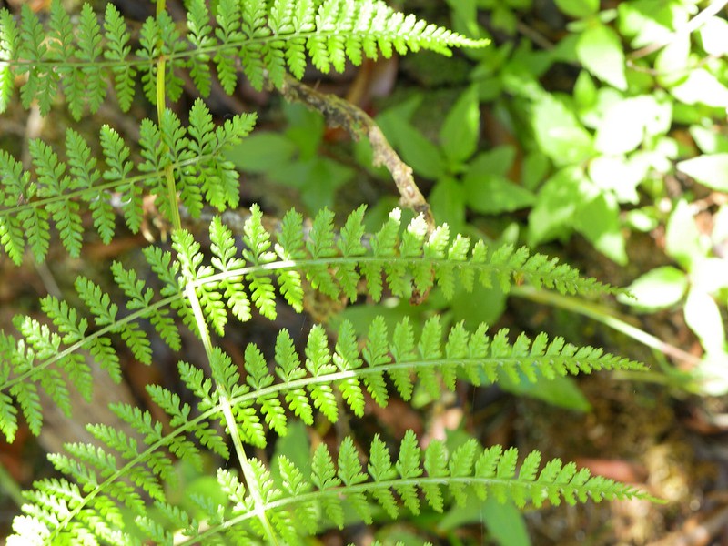 Athyrium scandicinum photo 4
