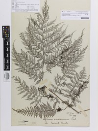 Athyrium scandicinum
