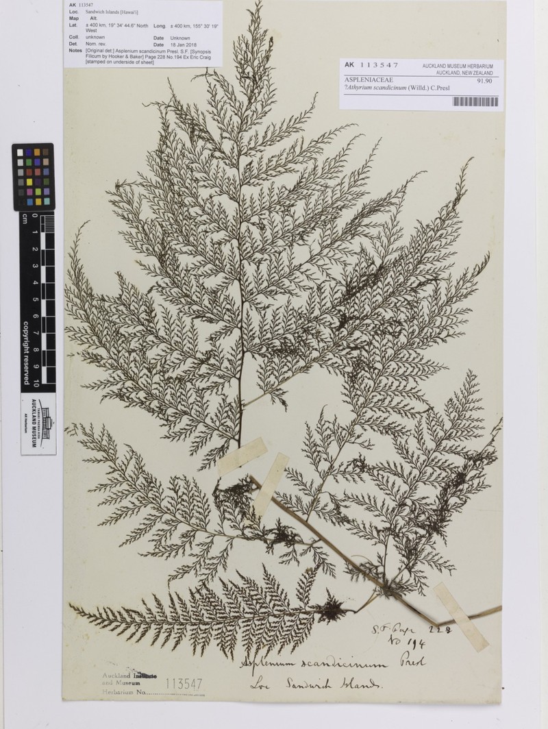 Athyrium scandicinum