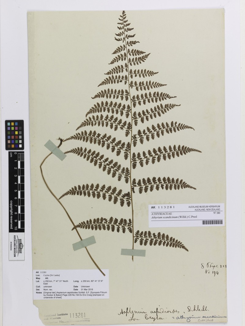 Athyrium scandicinum photo 5