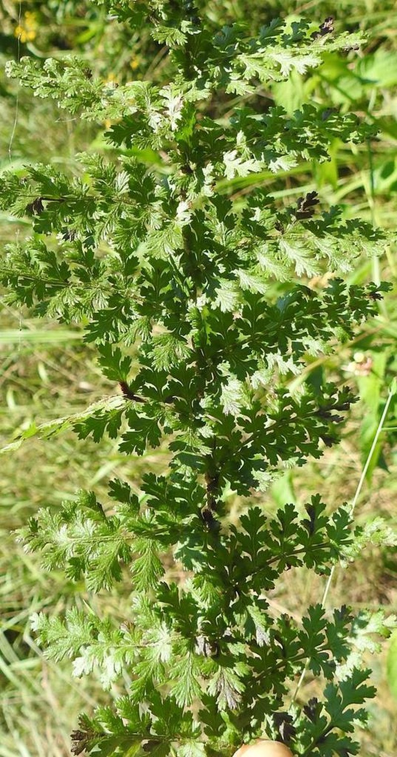 Athyrium schimperi