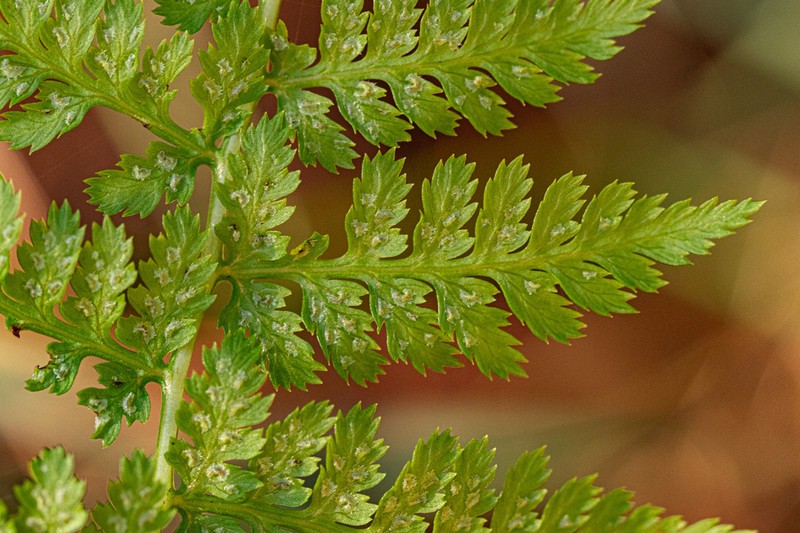 Athyrium schimperi photo 2