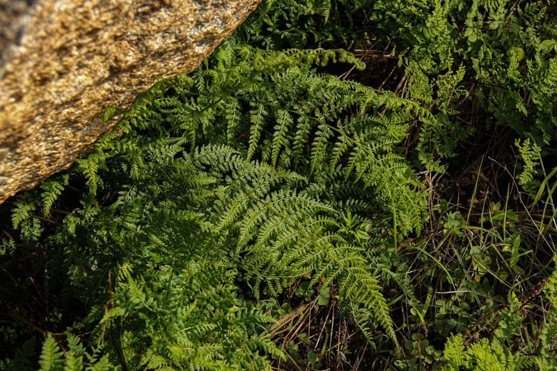 Athyrium schimperi photo 3