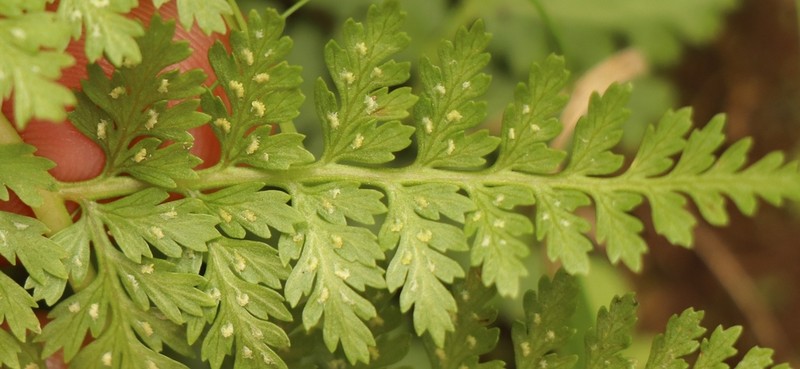Athyrium schimperi photo 4