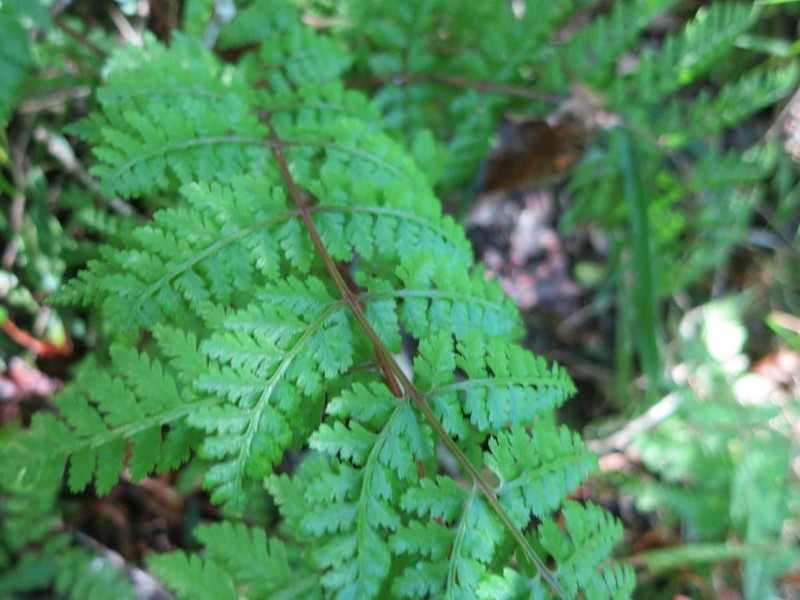 Athyrium schimperi photo 5