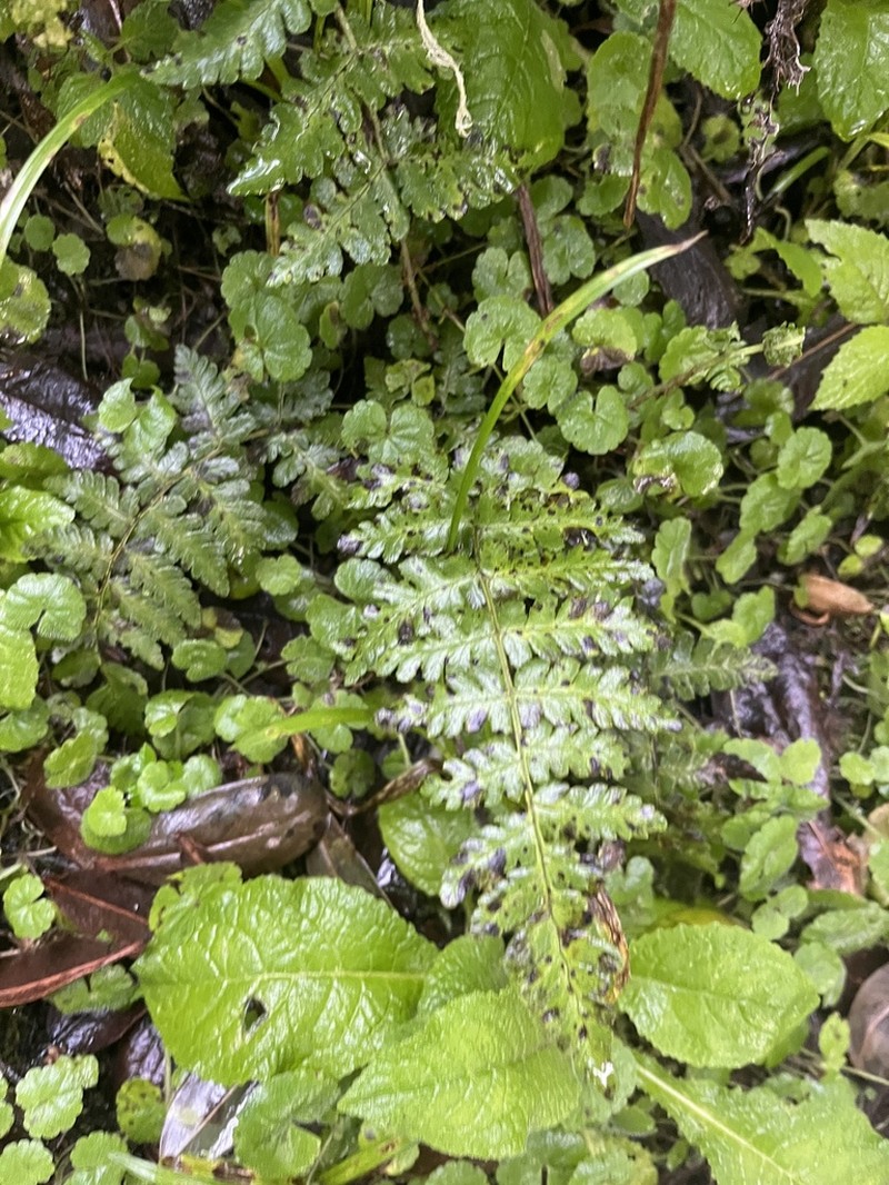 Athyrium schimperi photo 6
