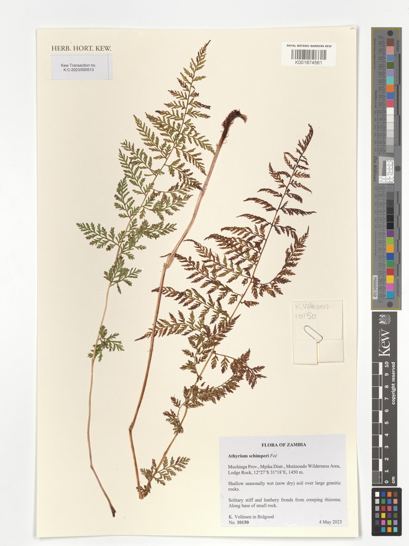 Athyrium schimperi photo 7