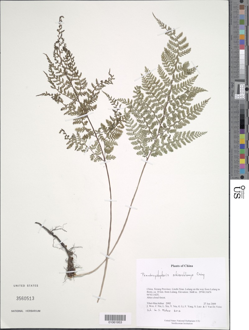 Athyrium schizochlamys