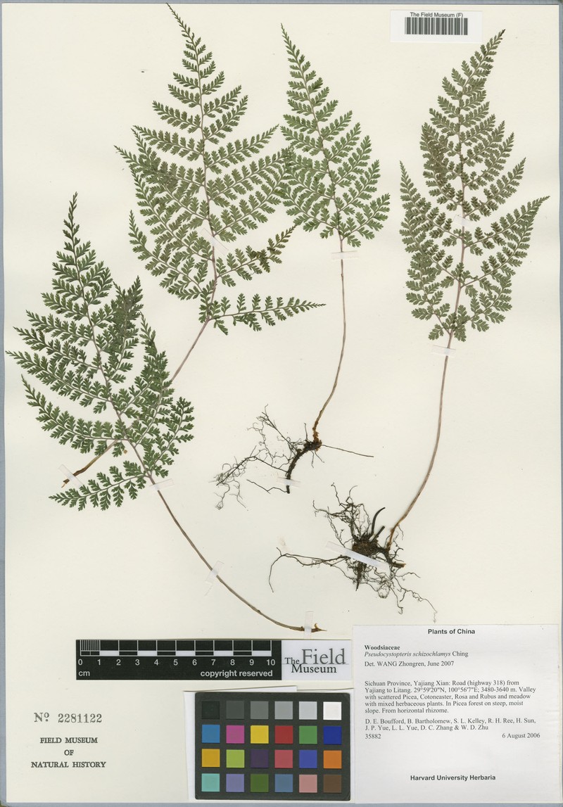 Athyrium schizochlamys photo 2