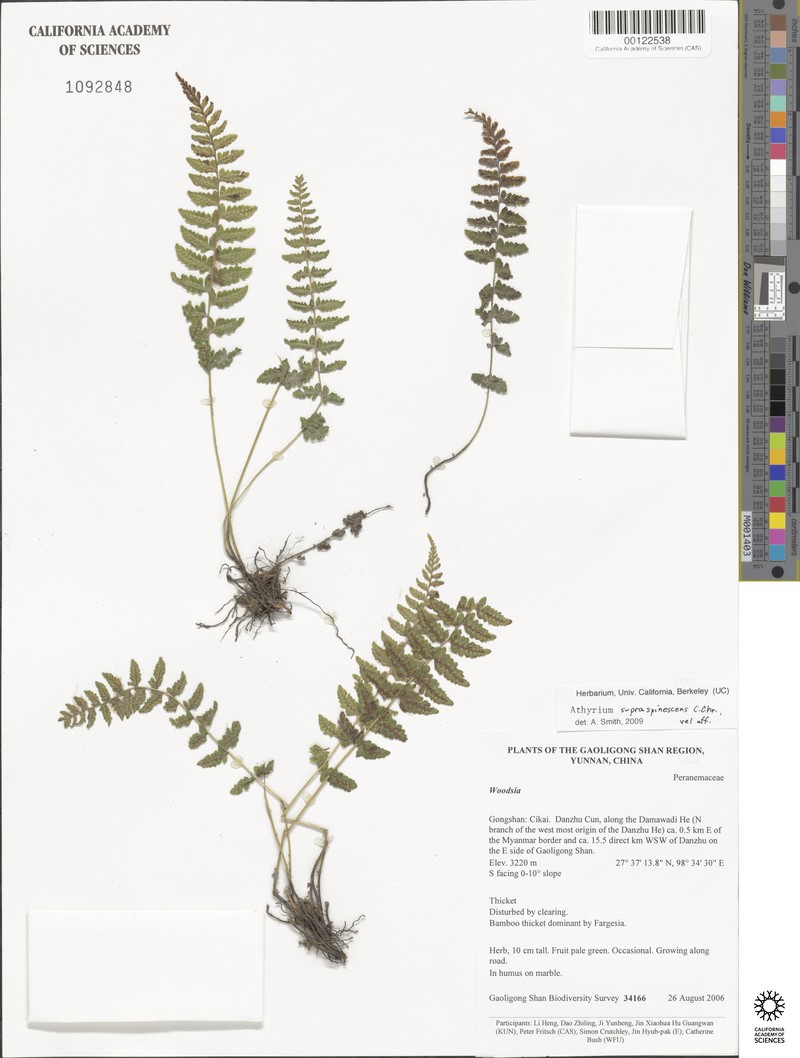 Athyrium setiferum
