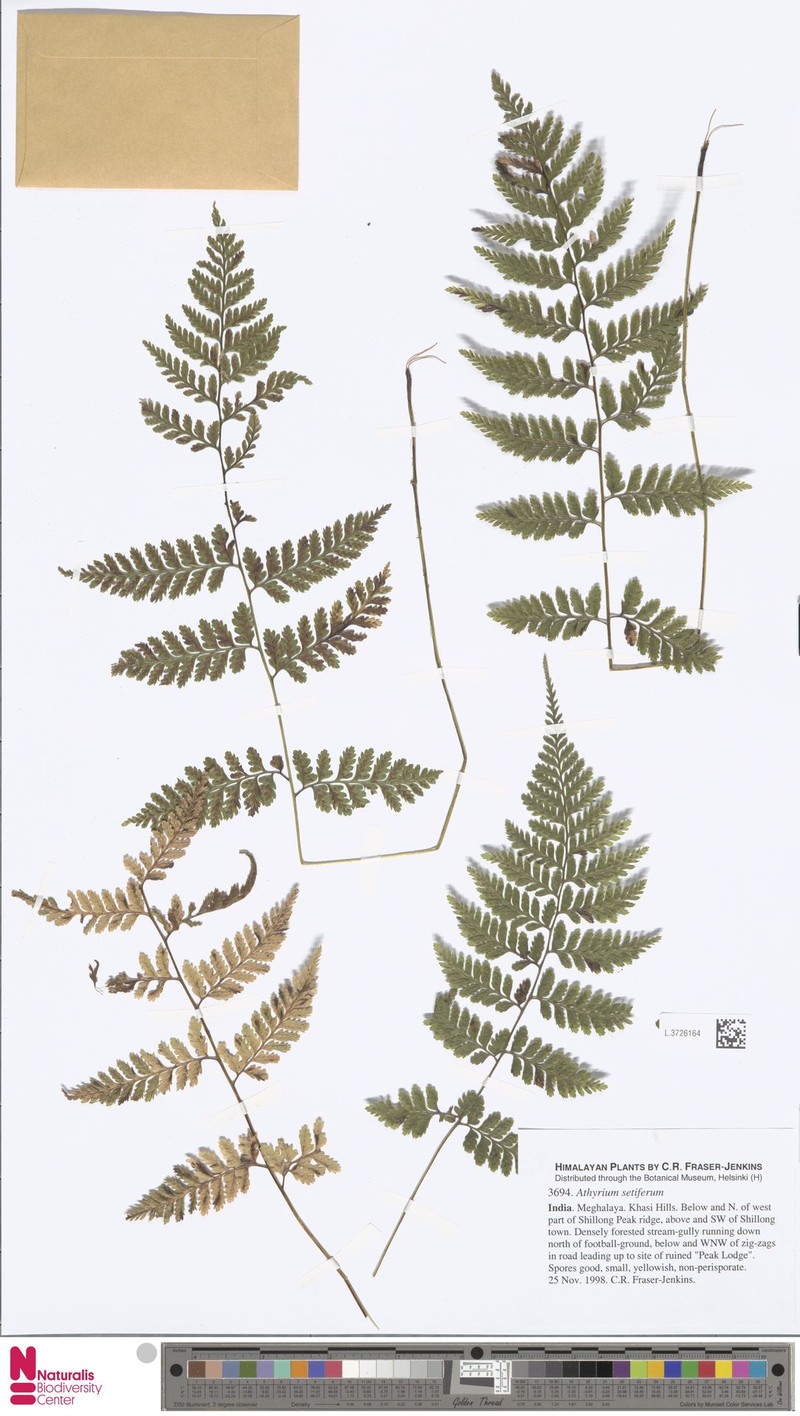 Athyrium setiferum photo 2