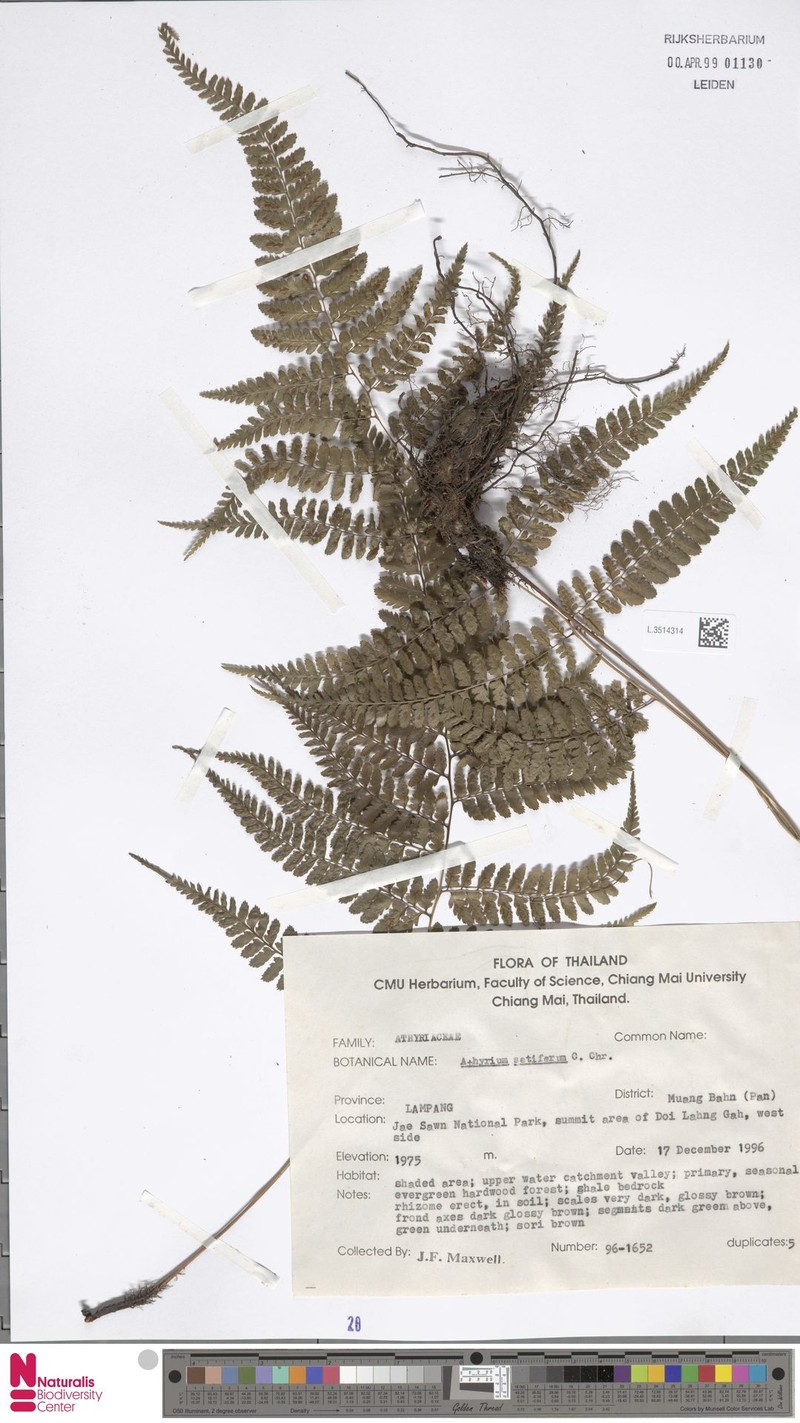 Athyrium setiferum photo 3