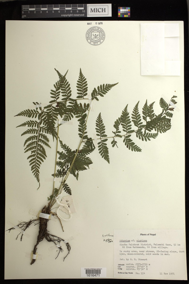Athyrium setiferum photo 4
