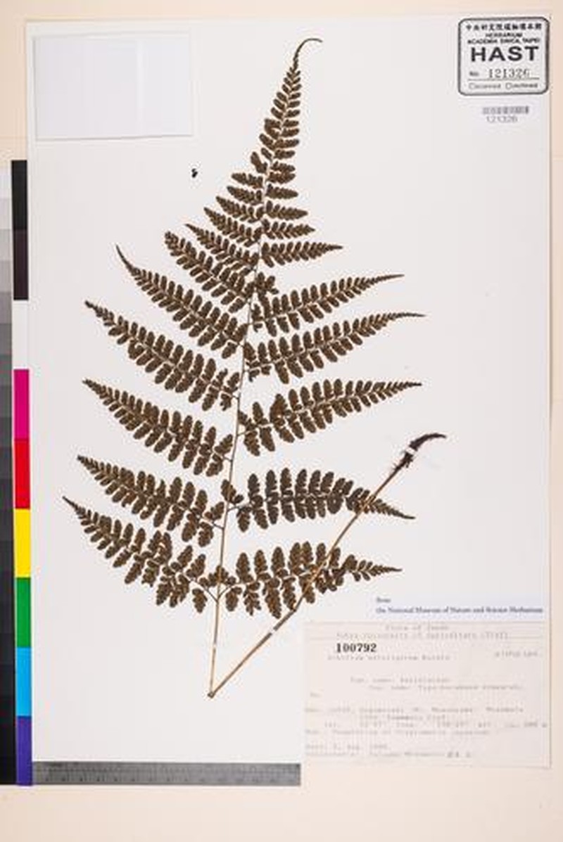 Athyrium setuligerum