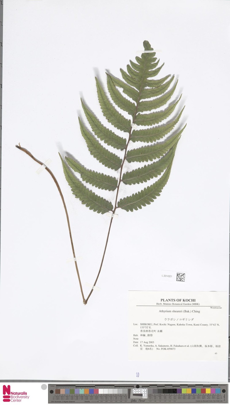 Athyrium sheareri
