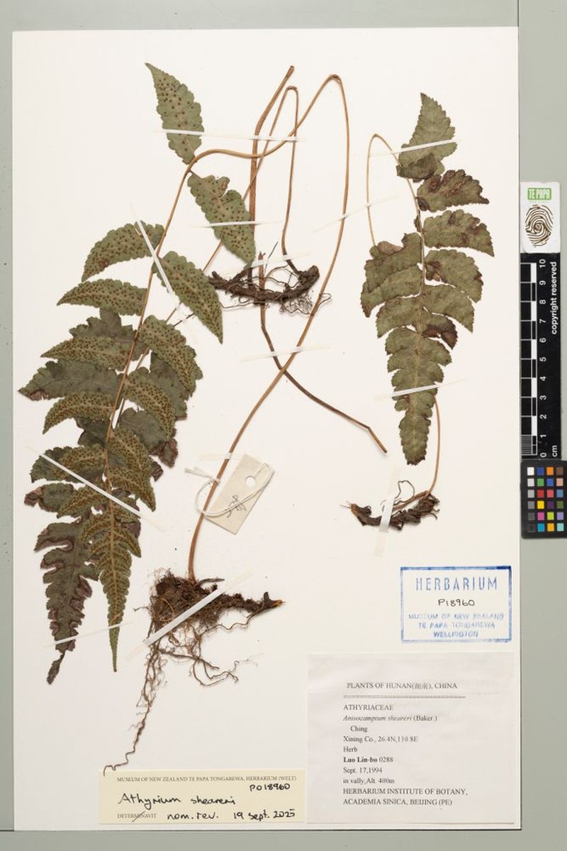 Athyrium sheareri photo 2