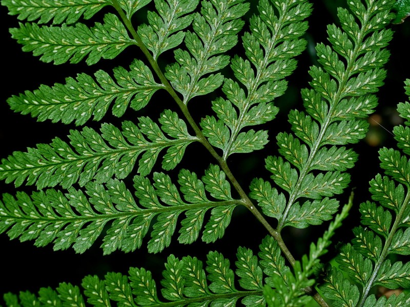 Athyrium silvicola