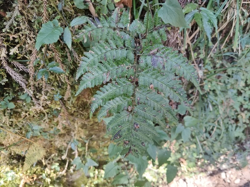 Athyrium silvicola photo 2