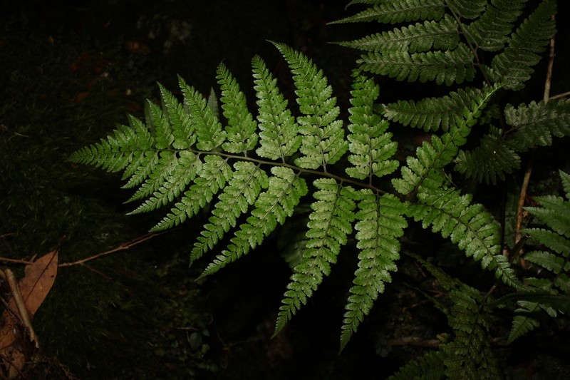 Athyrium silvicola photo 3
