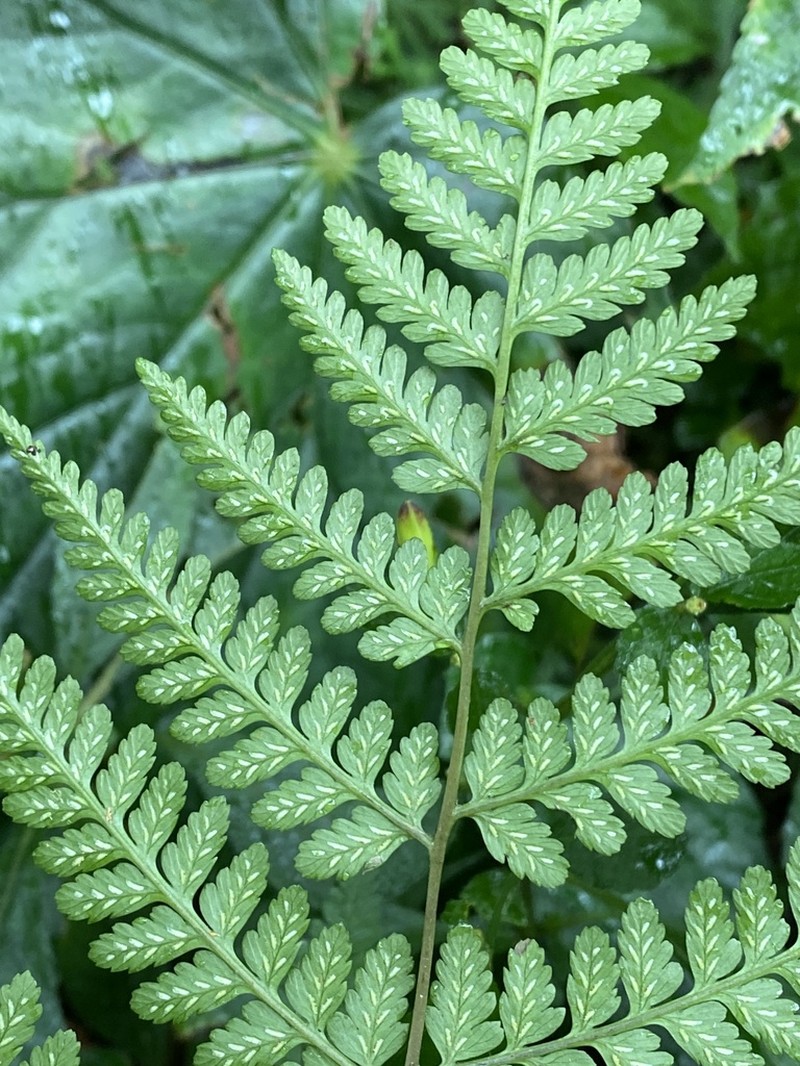 Athyrium silvicola photo 4