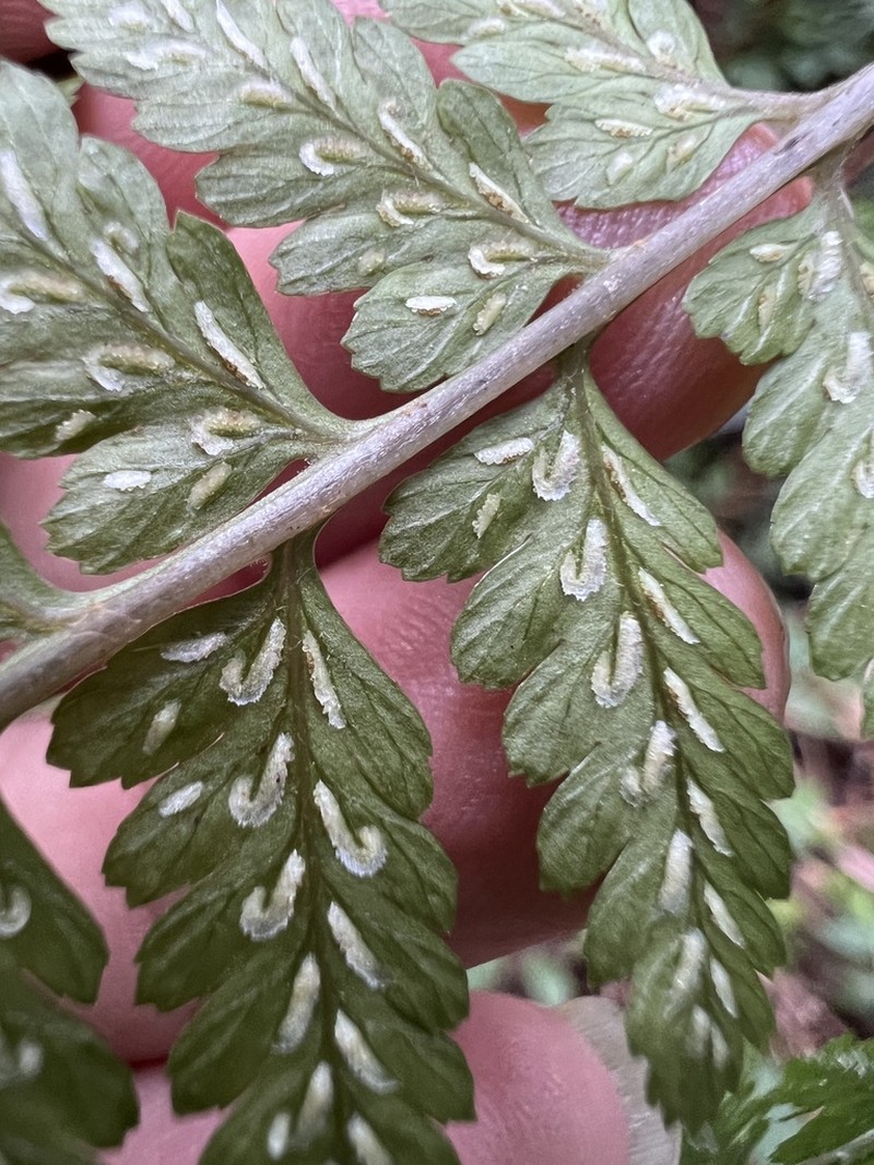 Athyrium silvicola photo 5