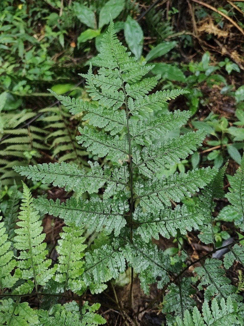 Athyrium silvicola photo 6