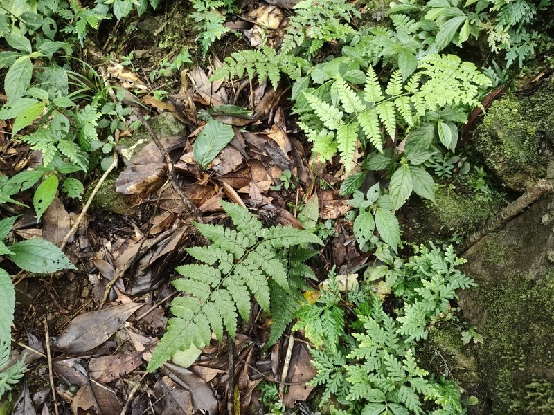 Athyrium silvicola photo 7