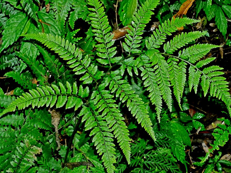 Athyrium silvicola photo 8